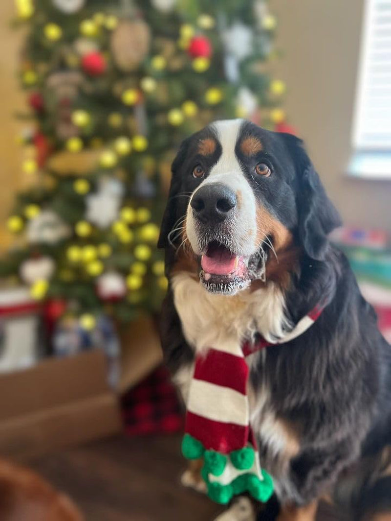 Christmas Striped Dog Scarf- Red/White & Green Pom Pom