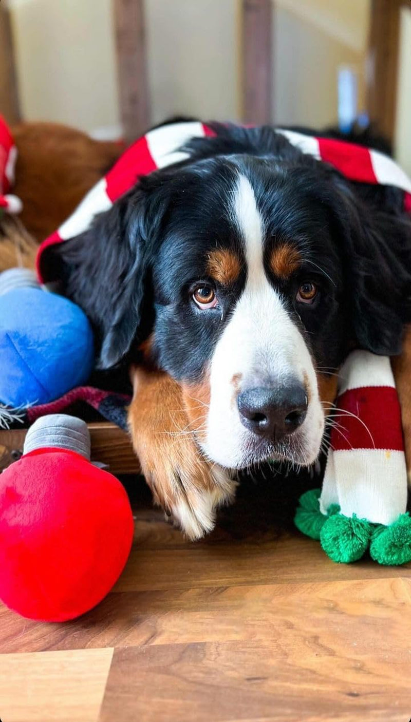 Christmas Striped Dog Scarf- Red/White & Green Pom Pom